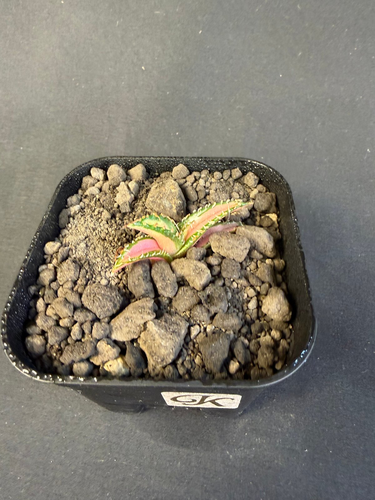 アガベ チタノタ 白豪刺中斑錦明錦 | HANDS PLANTS
