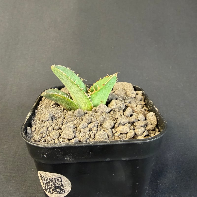 アガベ チタノタ 麻花龍（まかりゅう) 9 | HANDS PLANTS