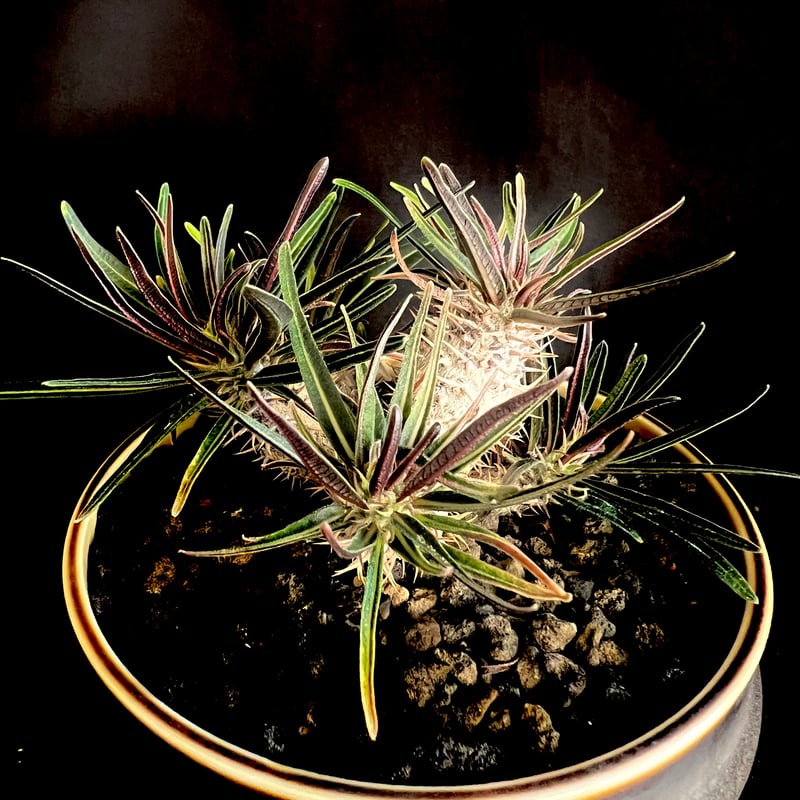 パキポディウム グラキリス多頭 実生株 | HANDS PLANTS