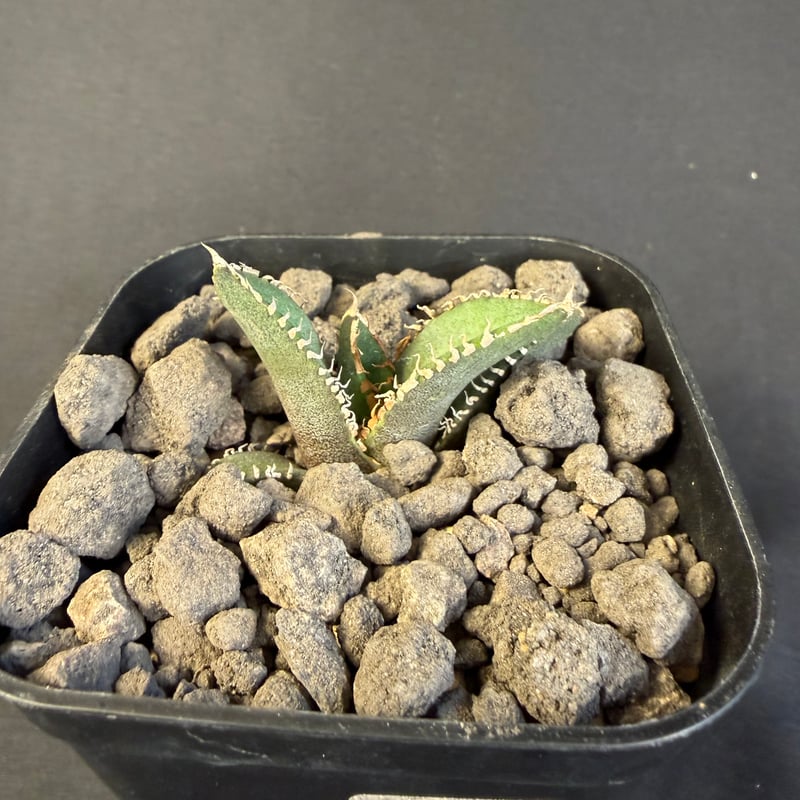 アガベ チタノタ 鰐亀（ワニガメ）子株 Ⅱ | HANDS PLANTS