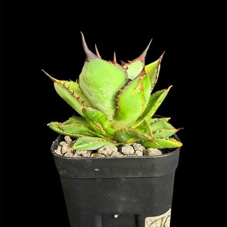 アガベチタノタ　シャークソード チタノタシャークソード | STORES