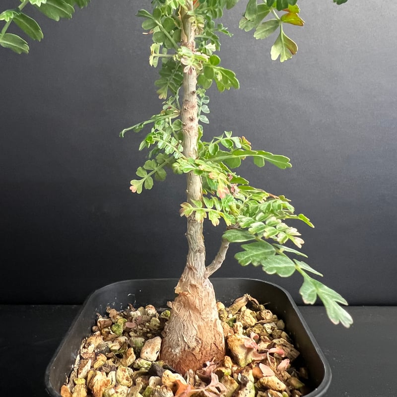 パキコルムス ディスカラー (象の木) H | HANDS PLANTS