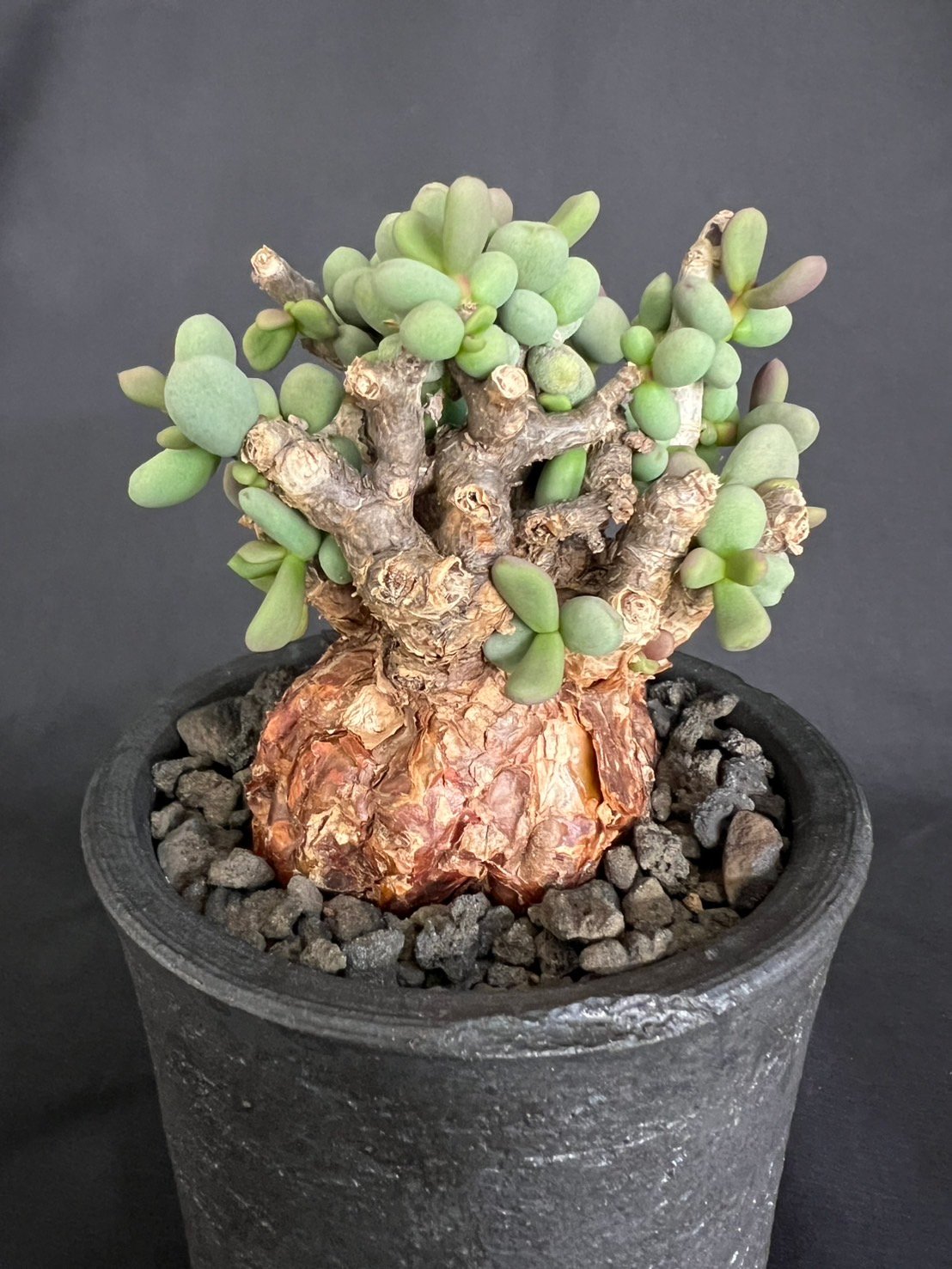 ケラリアピグマエア 現地株 発根済g | HANDS PLANTS