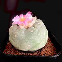 サボテン🌵ロフォフォラ銀冠玉