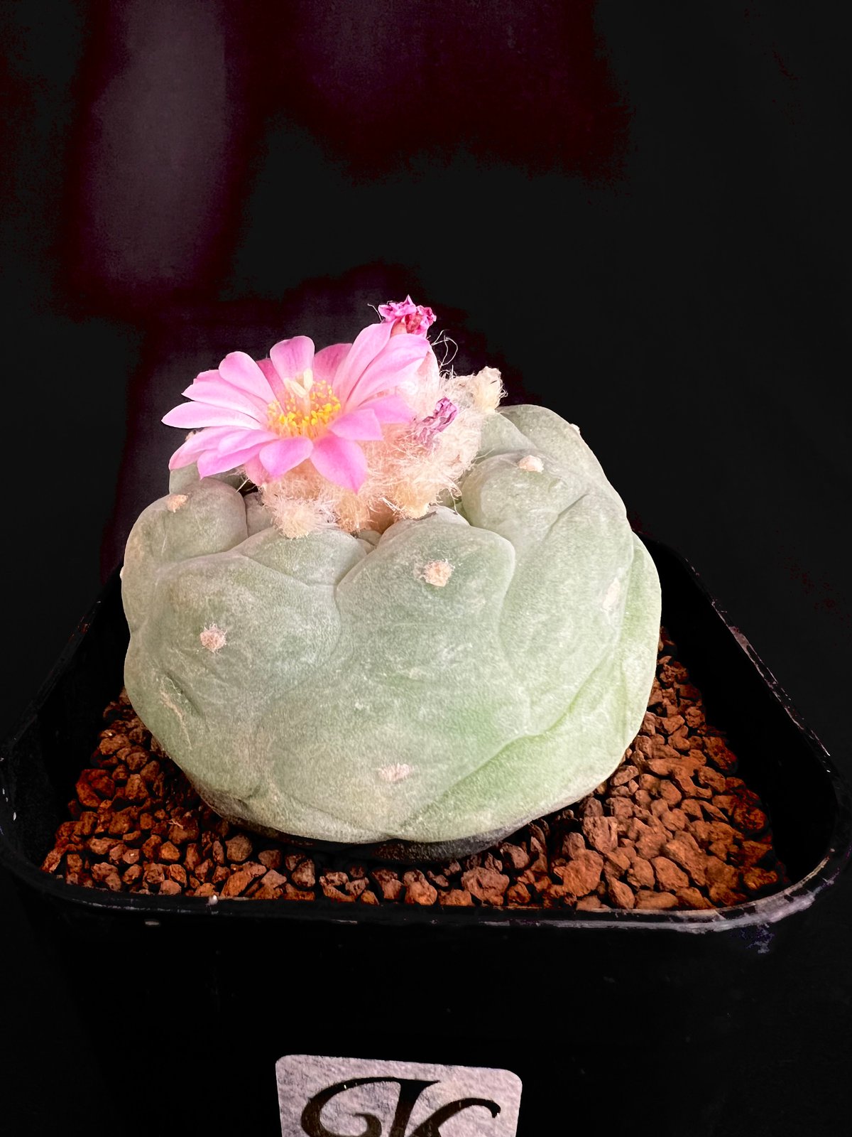 サボテン🌵ロフォフォラ銀冠玉 | HANDS PLANTS