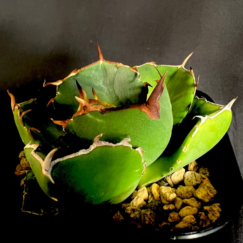アガベ チタノタ ジャガーノート 1033 | HANDS PLANTS