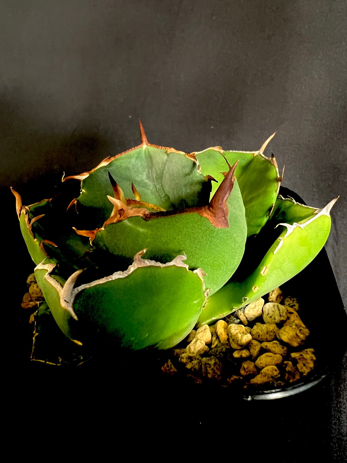 アガベ チタノタ ジャガーノート 1033 | HANDS PLANTS