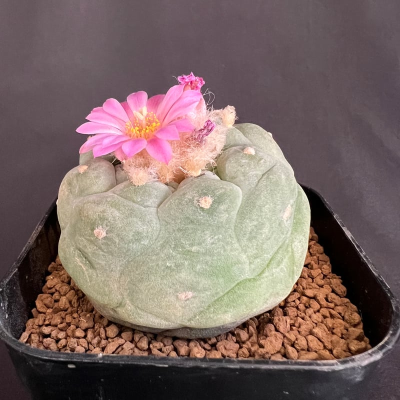 サボテン🌵ロフォフォラ銀冠玉 | HANDS PLANTS