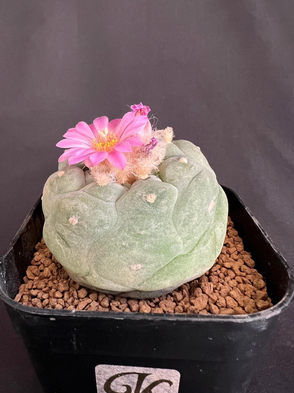 サボテン🌵ロフォフォラ銀冠玉 | HANDS PLANTS