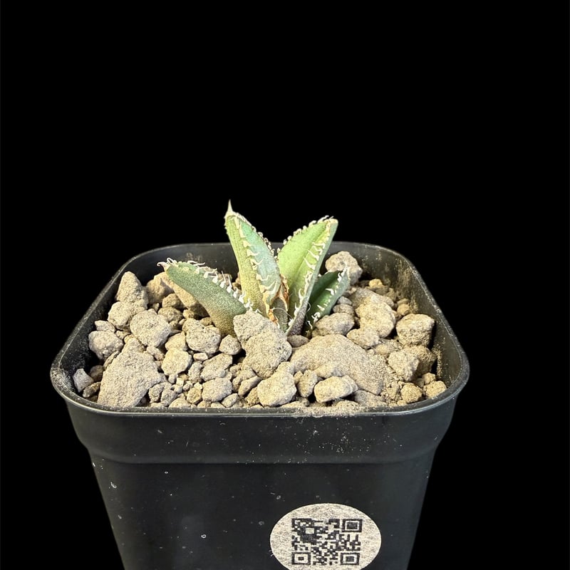 アガベ チタノタ 鰐亀（ワニガメ）子株 | HANDS PLANTS