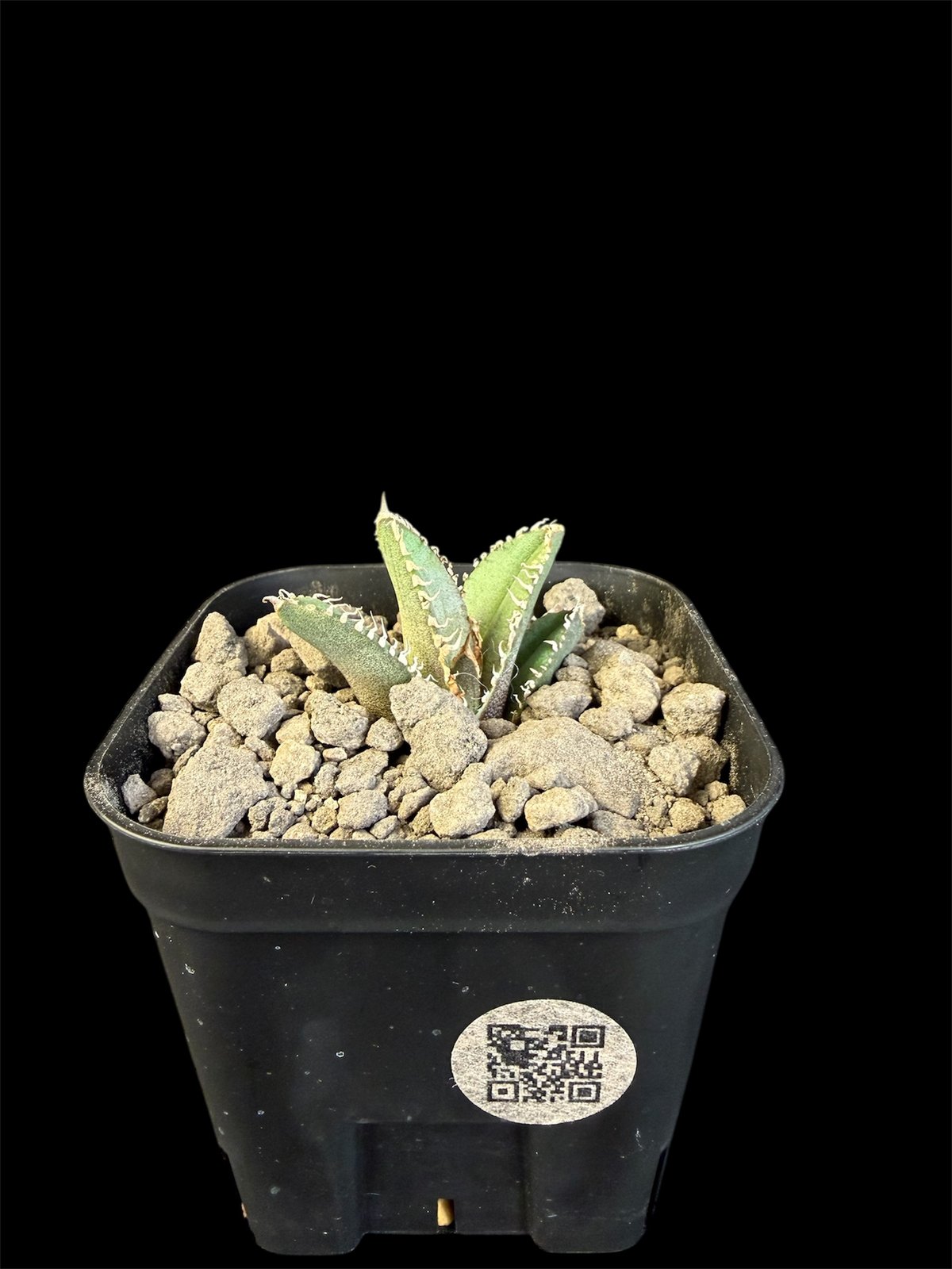 アガベ チタノタ 鰐亀（ワニガメ）子株 | HANDS PLANTS