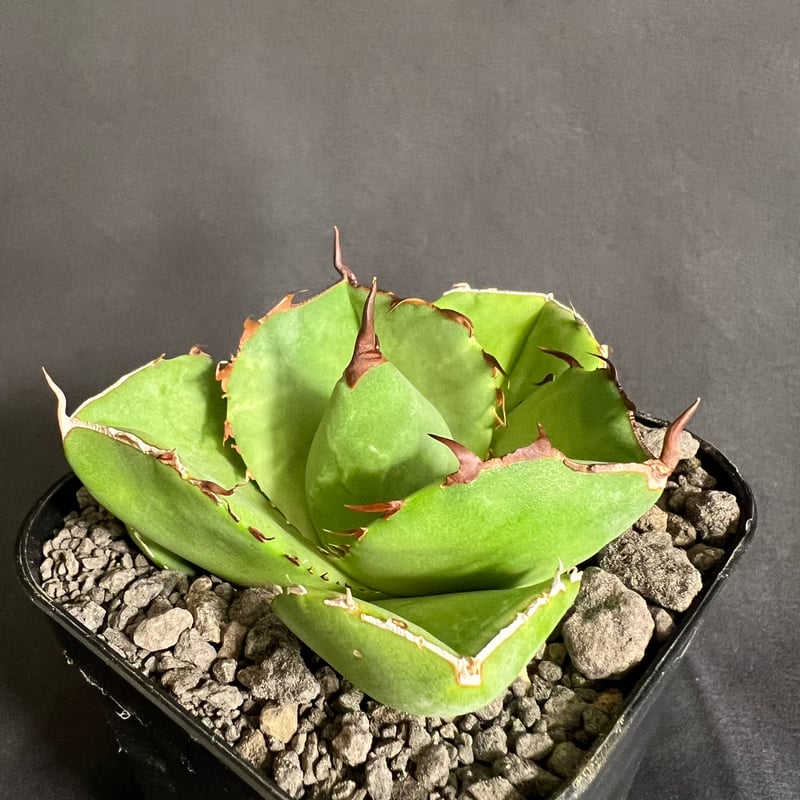 アガベ チタノタ 純血ジャガーノート | HANDS PLANTS
