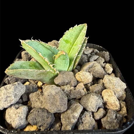 アガベ麻花龍 | STORES