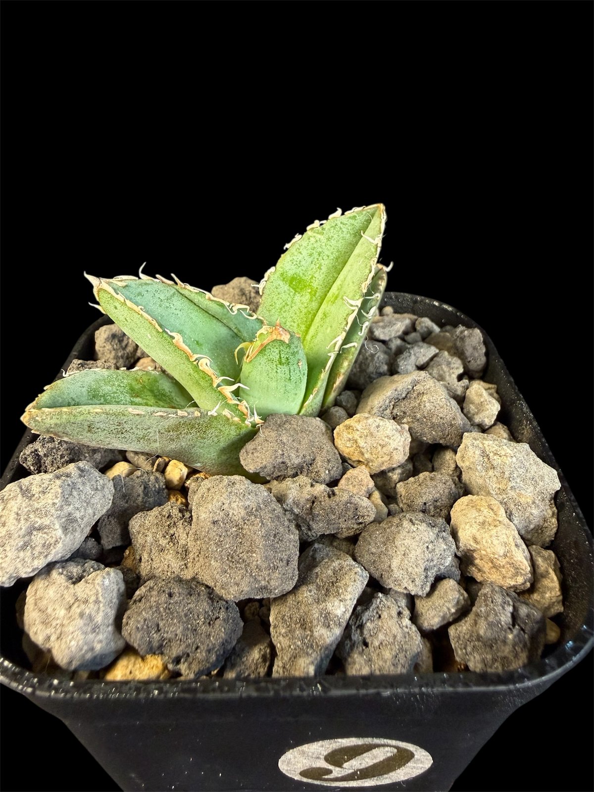 アガベ チタノタ 麻花龍（まかりゅう） | HANDS PLANTS