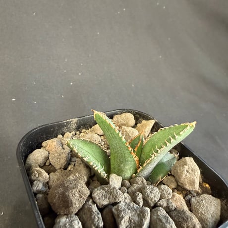 アガベ チタノタ 鰐亀（ワニガメ）子株  Ⅴ