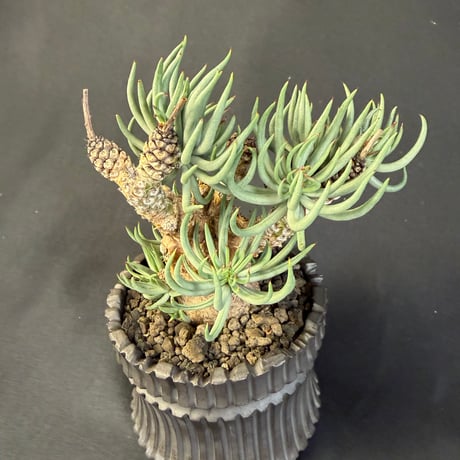 チレコドン・ペアルソニー（Tylecodon pearsonii）178