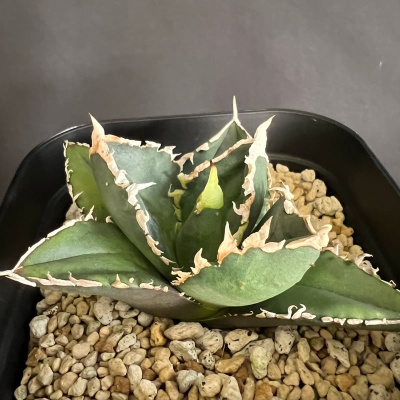 アガベ チタノタ 狼人 | HANDS PLANTS