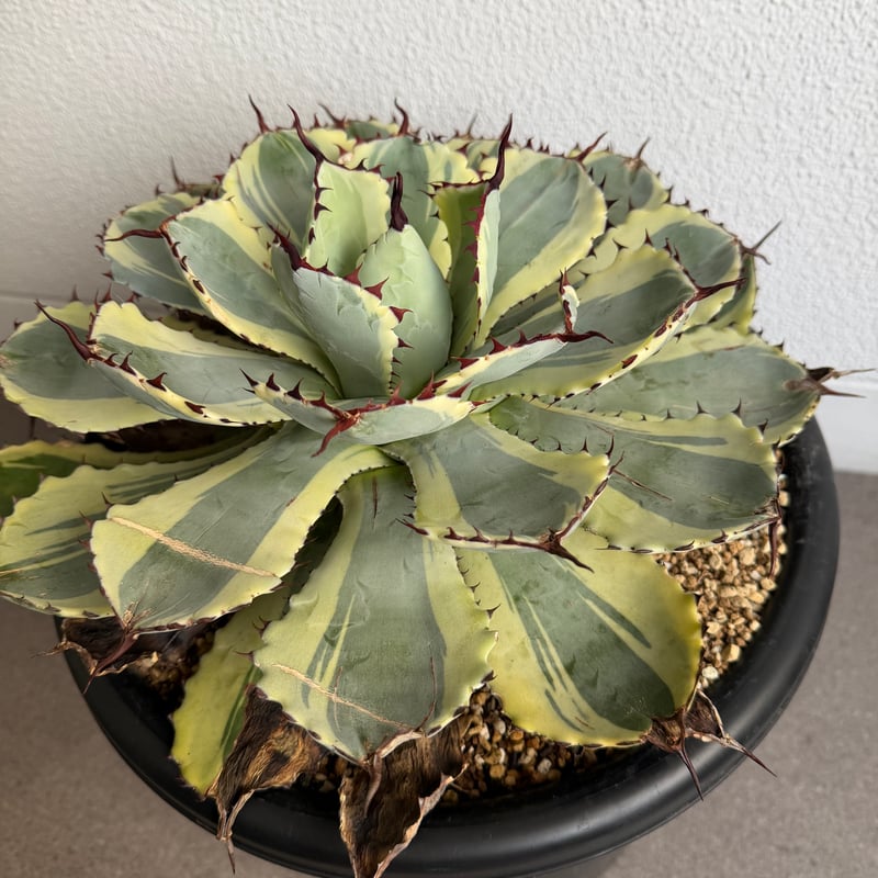 アガベ 吉祥冠錦 大株G | HANDS PLANTS