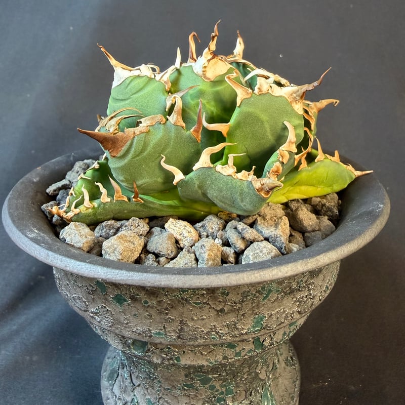【鉢ごと発送】アガベ チタノタ ボールタイプ【子株の核複数・まんまる株・強鋸歯】 驚きの値段で チタノタ アガベ 発根済み】大株 ボールタイプ【子株の核