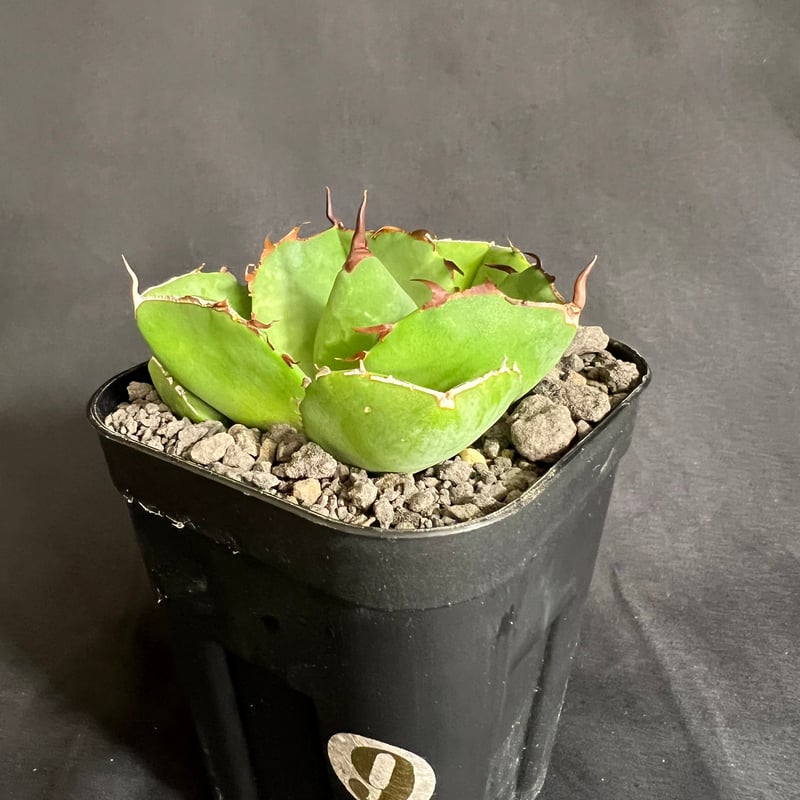 アガベ　チタノタ　純血ジャガーノート①直径約１１ｃｍ　現株鉢ごと発送　義援金 アガベ チタノタ ジャガーノート 純血 / Agave titanota