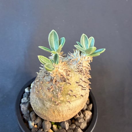 パキポディウム属 品種不明 発根済 良型 塊根植物   158