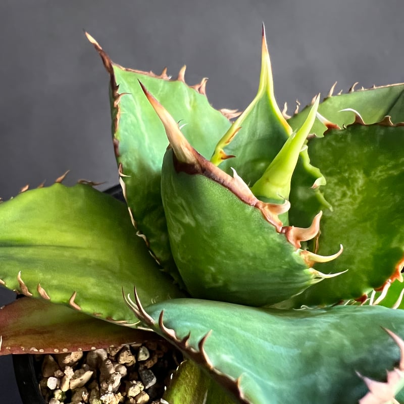 アガベ チタノタ 剣竜 29 | HANDS PLANTS