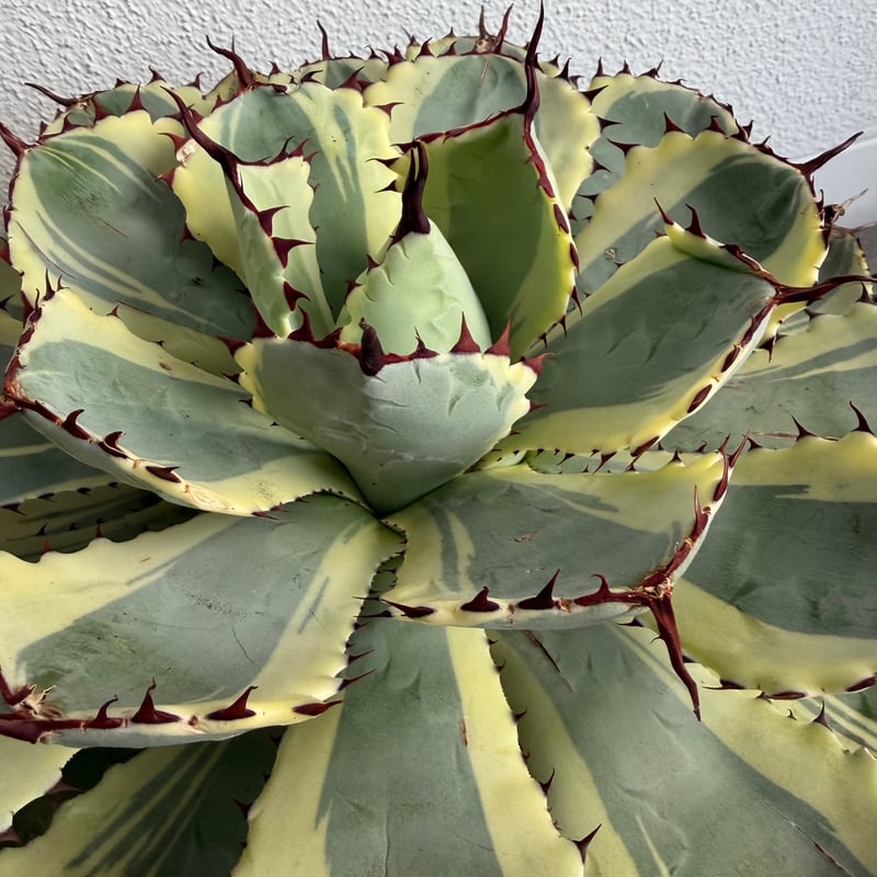 アガベ 吉祥冠錦 大株G | HANDS PLANTS