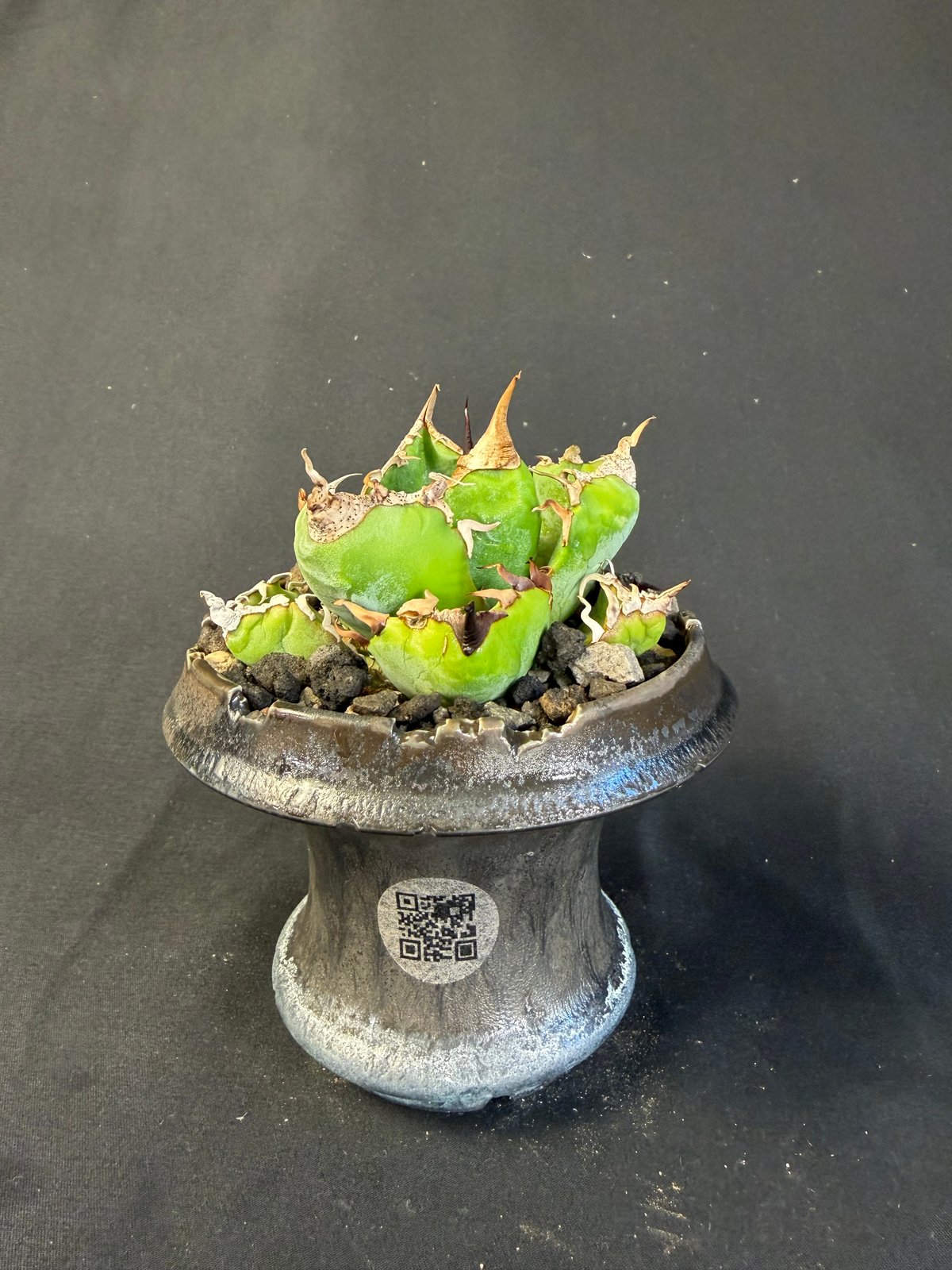 アガベ チタノタ 魔丸 鉢 64 | HANDS PLANTS