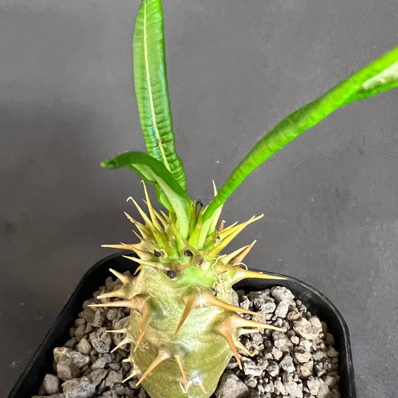 パキポディウム・アンボンゲンセ実生 ② | HANDS PLANTS