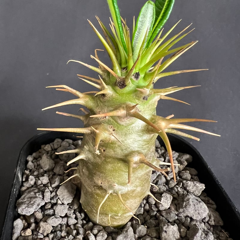 パキポディウム・アンボンゲンセ実生 ③ | HANDS PLANTS