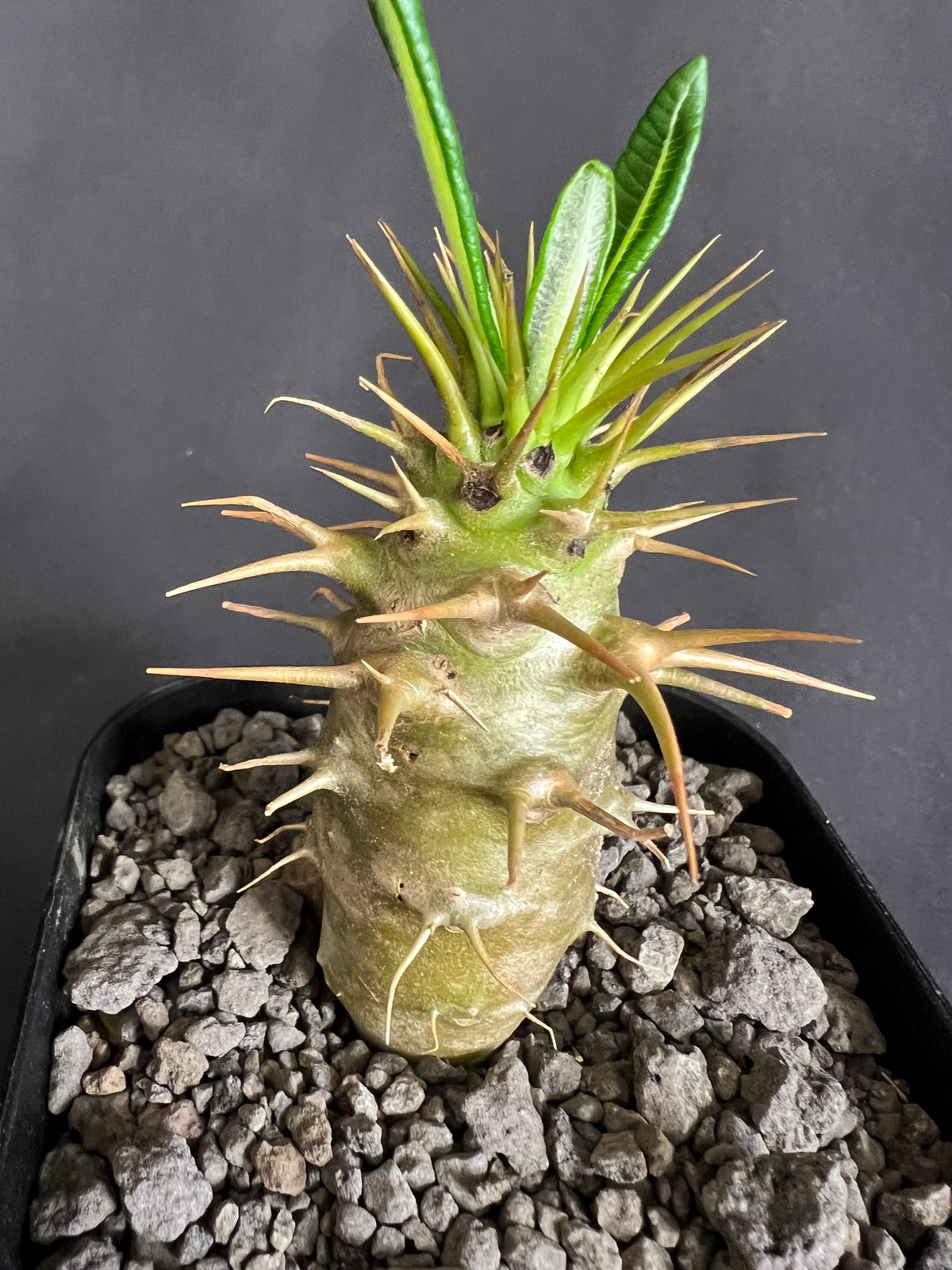 パキポディウム・アンボンゲンセ実生 ③ | HANDS PLANTS