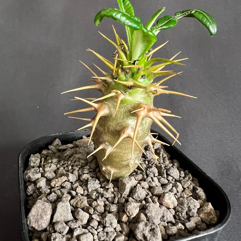 パキポディウム・アンボンゲンセ実生 | HANDS PLANTS