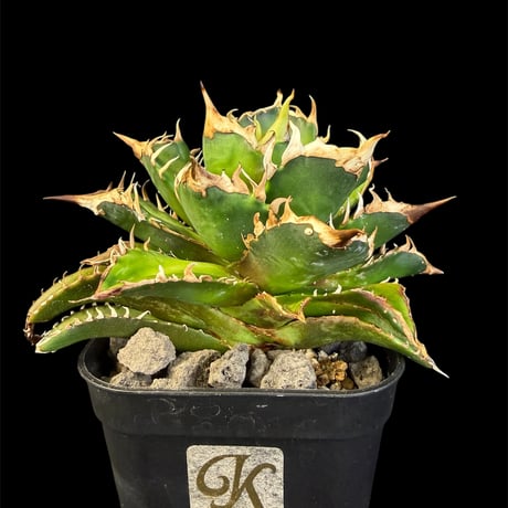 レッドキャットウィーズル | STORES