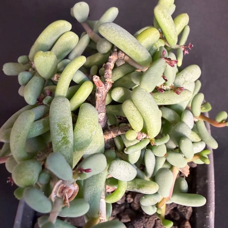 ケラリアピグマエア　現地株　発根済　22