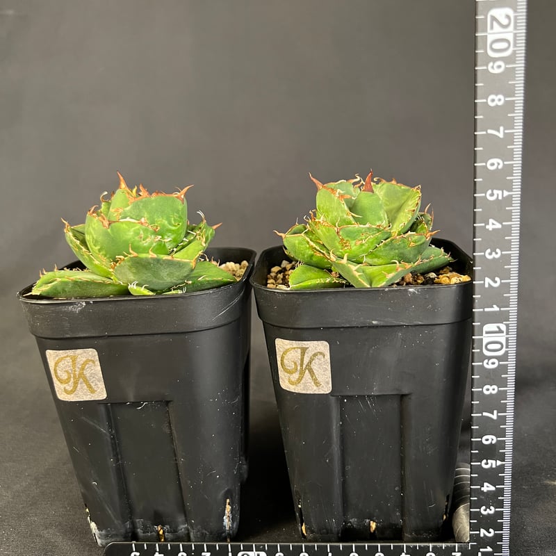 アガベ チタノタ ジャガーノート2株セット | HANDS PLANTS アガベ チタノタ ジャガーノート2株セット | HANDS PLANTS