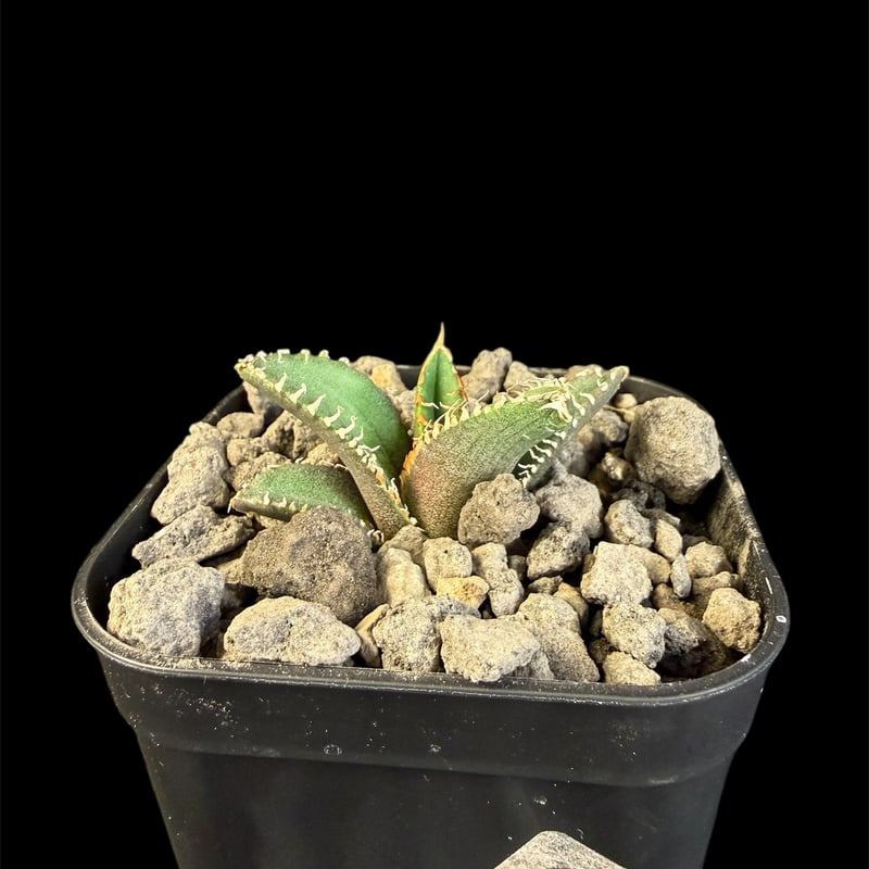 アガベ チタノタ 金蟾（きんせん）子株 | HANDS PLANTS