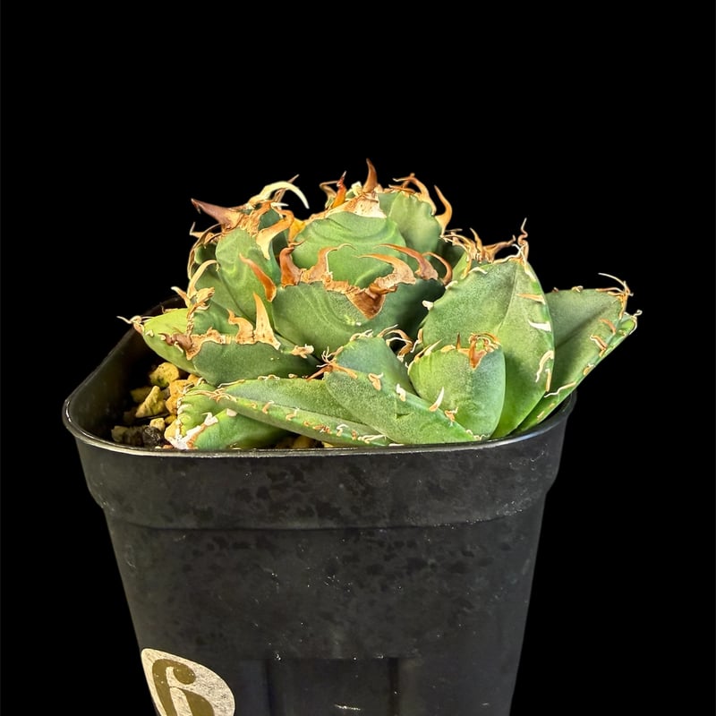 アガベ チタノタ 魔丸 子株付き 35 | HANDS PLANTS