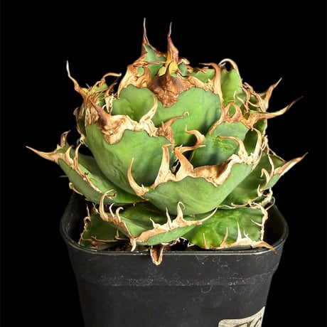 アガベシーザー | STORES