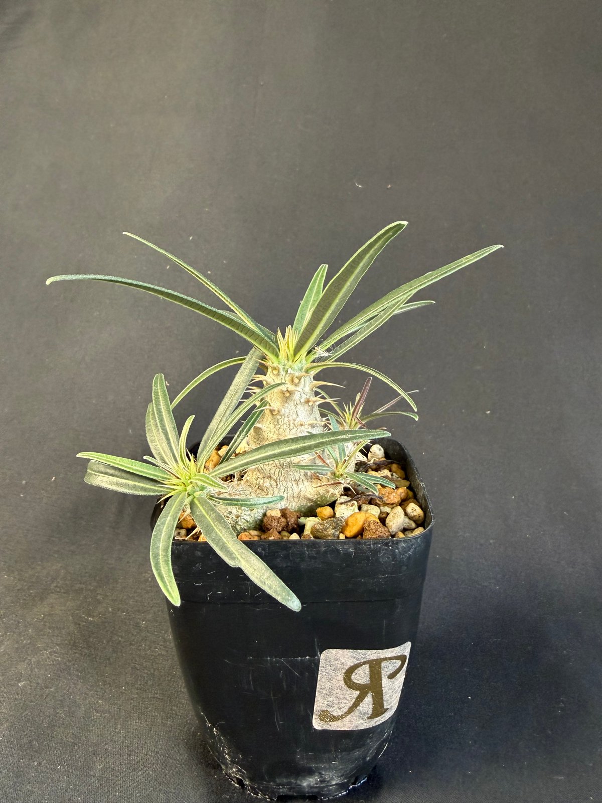 グラキリス 実生 ⑧13 | HANDS PLANTS