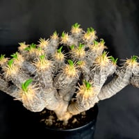 ユーフォルビア・ギラウミニアナ　発根済み