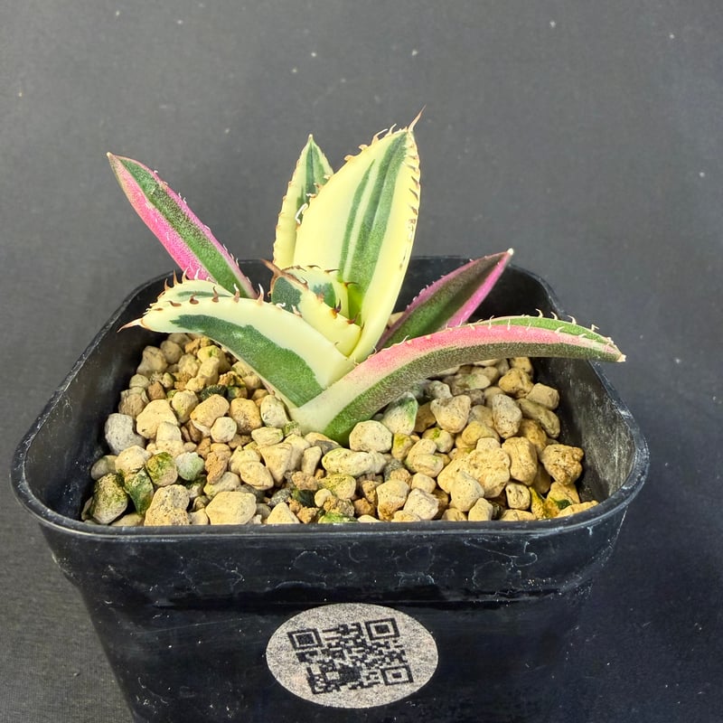 アガベ チタノタ スナグルトゥース 9017 | HANDS PLANTS