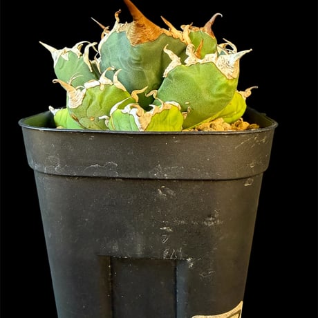 アガベ魔丸 | STORES