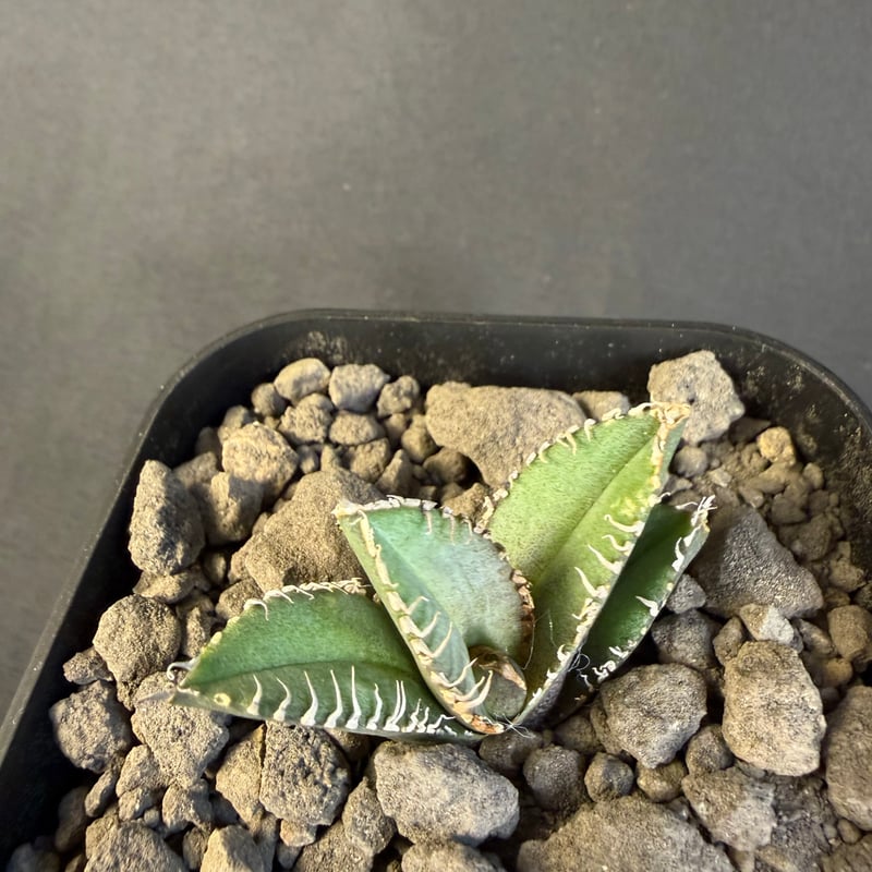 アガベ チタノタ 鰐亀（ワニガメ）子株 | HANDS PLANTS