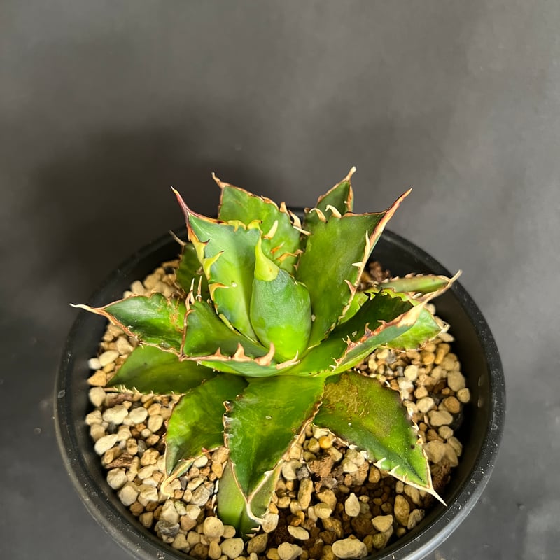 アガベ チタノタ レッドキャットウィーズル5号 27 | HANDS PLANTS