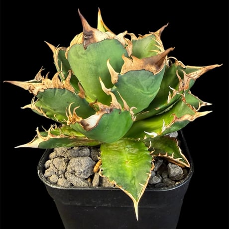 レッドキャットウィーズル | STORES