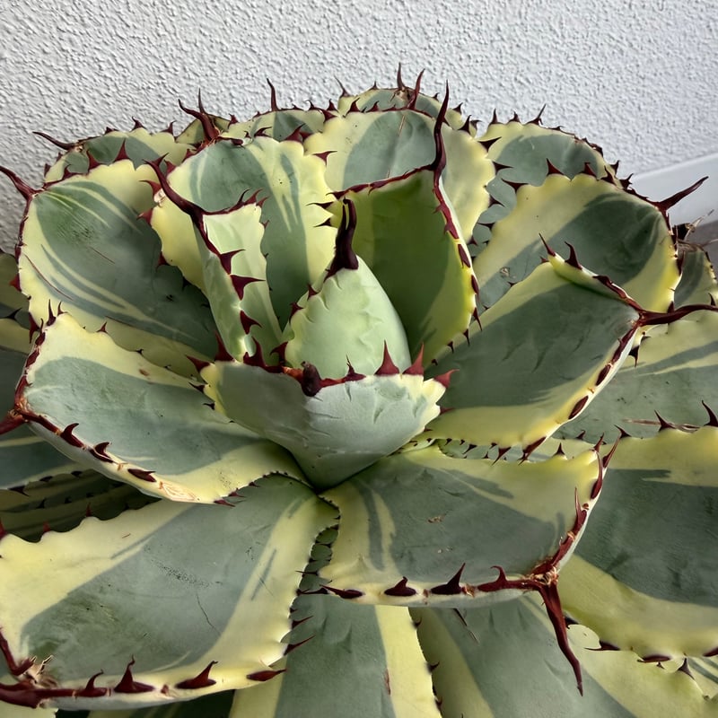 アガベ 吉祥冠錦 大株G | HANDS PLANTS