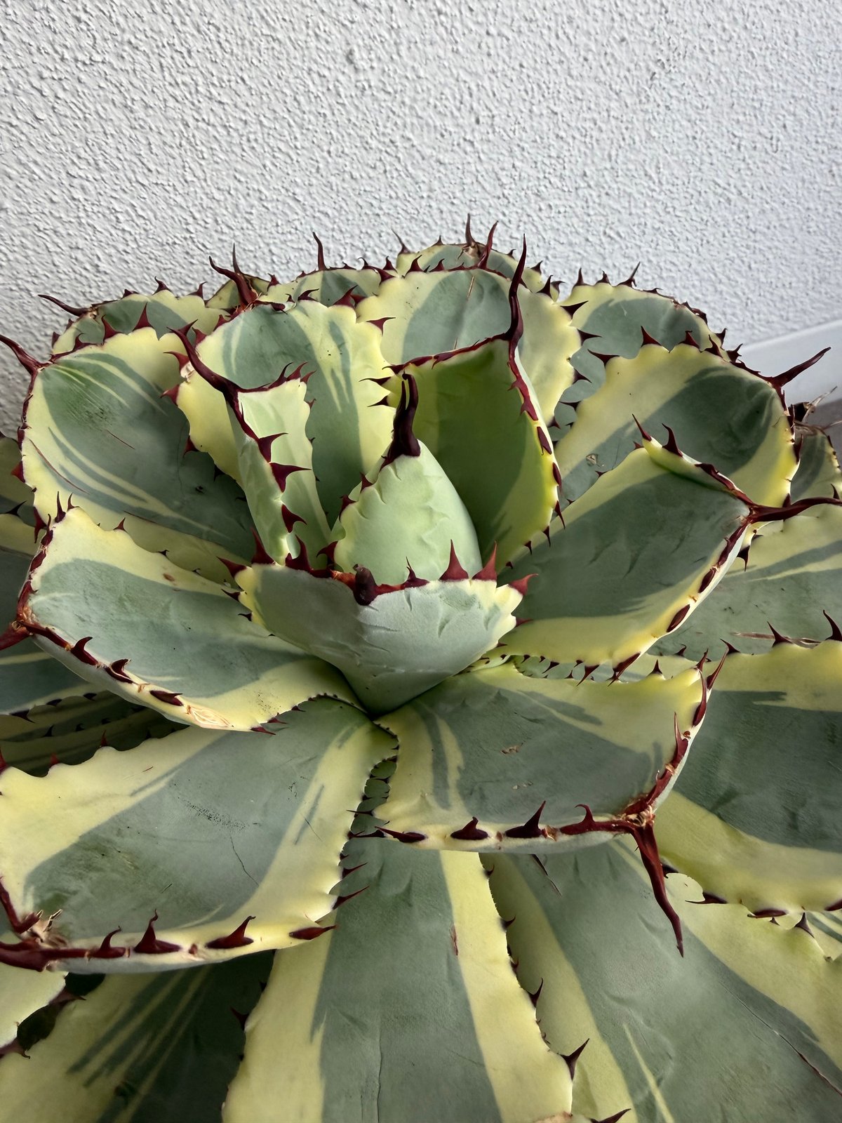 アガベ 吉祥冠錦 大株G | HANDS PLANTS