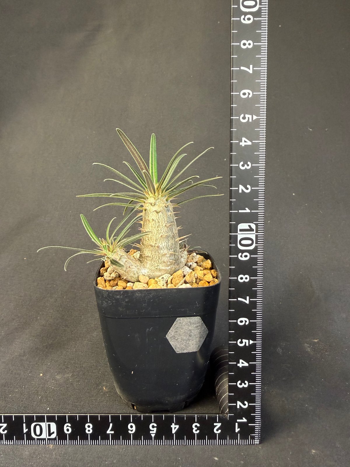 グラキリス　実生　13 グラキリス 実生 13 o | HANDS PLANTS