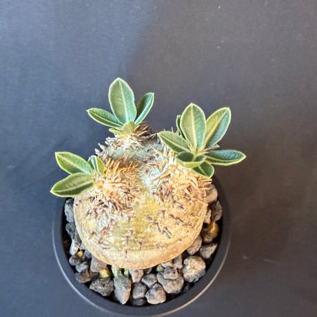 パキポディウム属 品種不明 発根済 良型 塊根植物   158