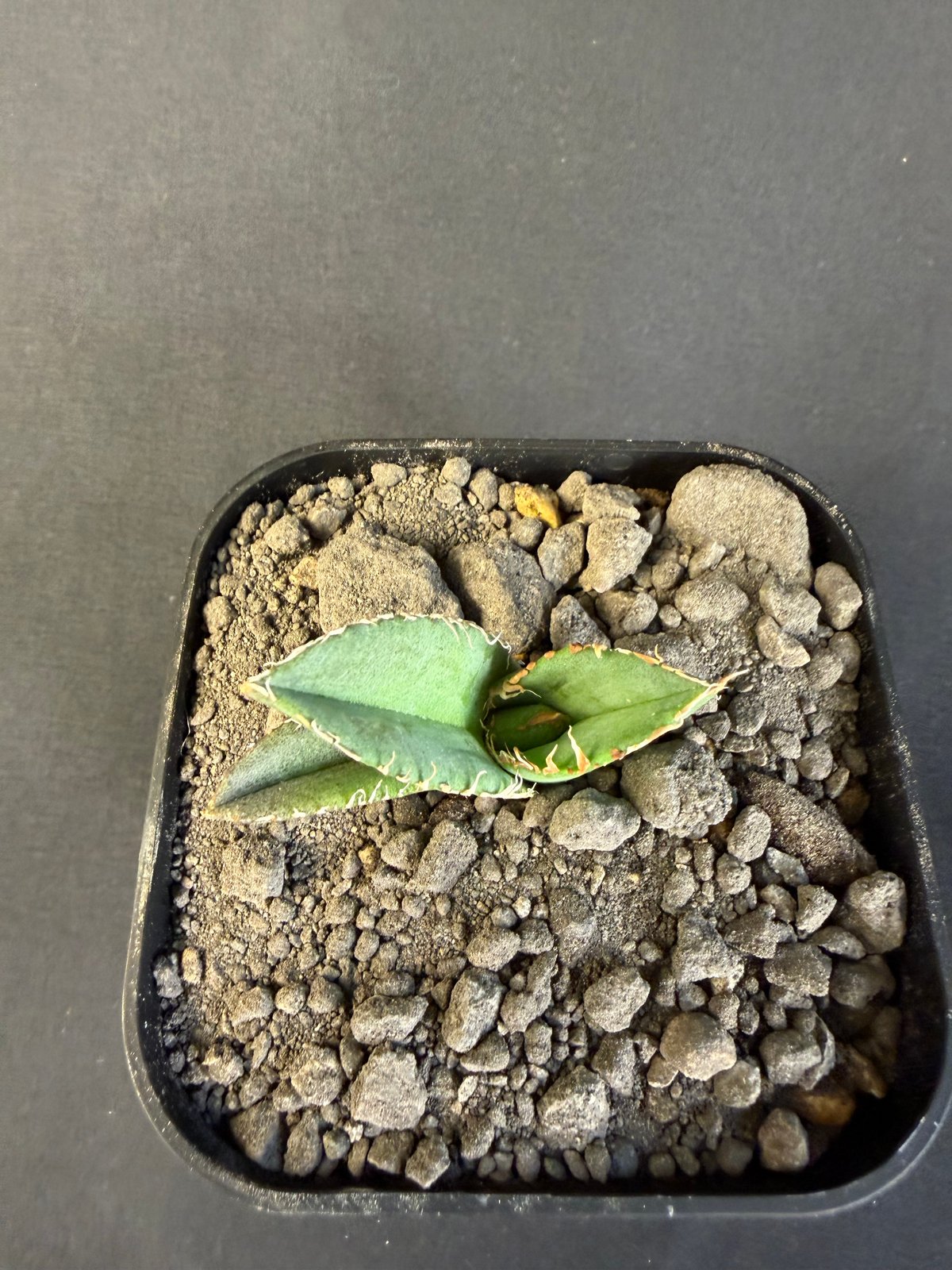 アガベ チタノタ 麻花龍（まかりゅう) 9 | HANDS PLANTS